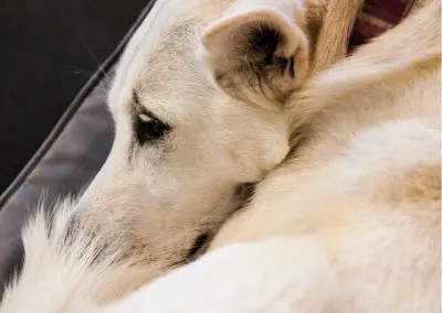 Shnoodles Doggy Daycare & Wellbeing Gallery 2
