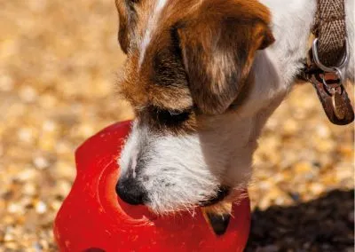 Shnoodles Doggy Daycare & Wellbeing Gallery 8