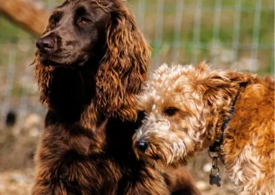 Shnoodles Doggy Daycare & Wellbeing Gallery 3