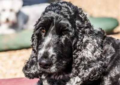 Shnoodles Doggy Daycare & Wellbeing Gallery 9