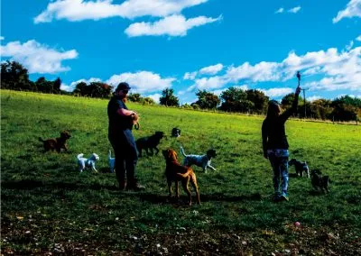 Shnoodles Doggy Daycare & Wellbeing Gallery 4