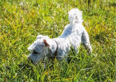 Shnoodles Doggy Daycare & Wellbeing Gallery 6